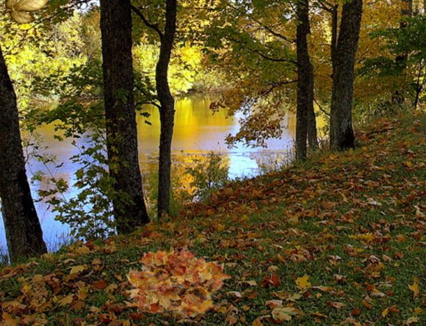 Magical Autumn Forest